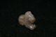 Authentic Ancient Roman Lion Animal Agate Stone Rare Bead / Amulet