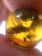 Rare Fly Natural Old Baltic Amber Stone Sphere