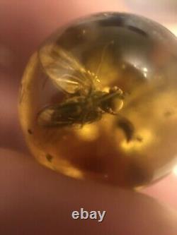 RARE FLY Natural old Baltic amber stone sphere