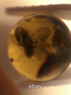 RARE FLY Natural old Baltic amber stone sphere