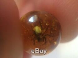 RARE SPIDER Natural old Baltic amber stone sphere