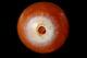 Rare Ancient Carnelian Bead, Indus Valley Culture And Mauryan- Huge 18 Mm #b106