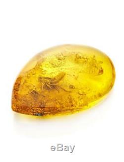 Rare Fossil Inclusions Natural Baltic Amber Stone Unique Insect Huge Spider Raw