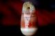 Very Rare Ancient Agate Pendent Necklace Est 2000 Years Old Dzi Bead 17x11 Mm